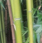 bambus