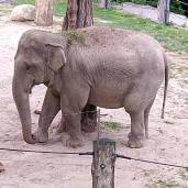 elefant