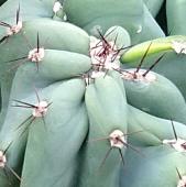 kaktus