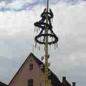 maibaum
