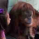 Orang Utan