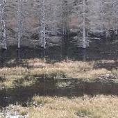 moor