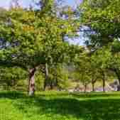 obstgarten