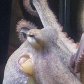 Polyp