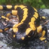 Feuersalamander