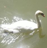 schwan