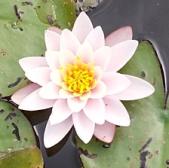 seerose
