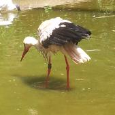 storch