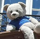 teddy