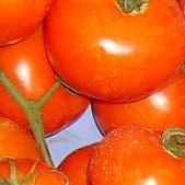 tomate